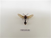 藏品(鑲銹平唇蜾蠃)的圖片